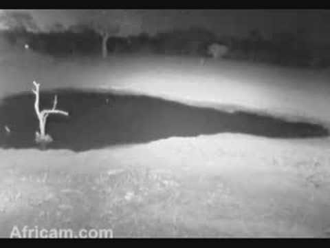 Moon,reflection or???, Leopard sawing and Jackals