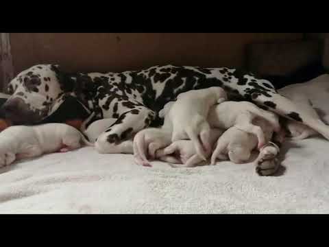 Dalmatiner Floki • Welpe • 9 Tage alt