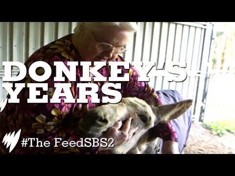 Donkey's Years I The Feed