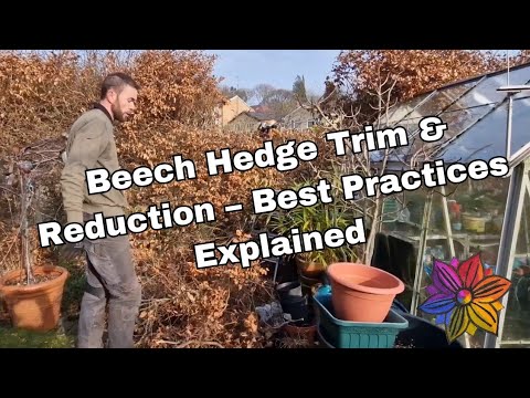 Beech Hedge Trim & Reduction – Best Practices Explained