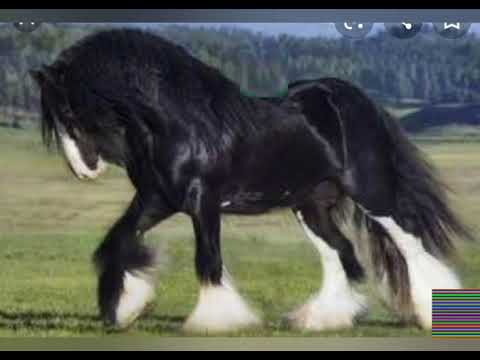 my draft horse  edit