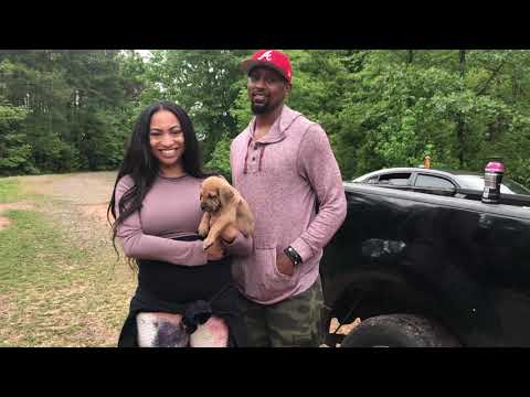 Americane Da Presa Méridionale leaves to McDonough Georgia