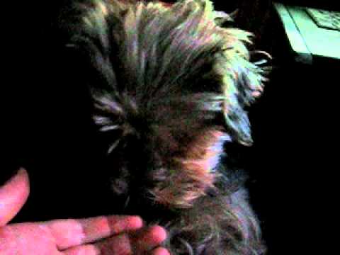 Hund frisst Moringasamen - Moringa Oleifera (www.tierpla.net)