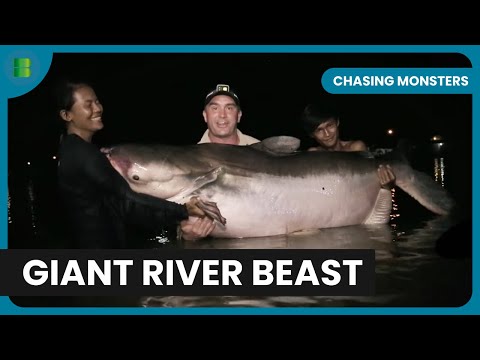Catching the World’s Largest Stingray - Chasing Monsters