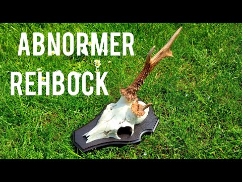Bockjagd 2022 - Ein abnormer Rehbock (Einhorn)