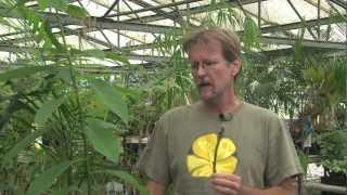 Grafting Avocado Part 1