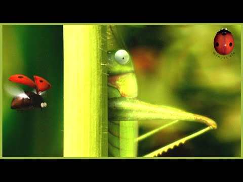 Catapult | Minuscule 🍃 50' Compilation