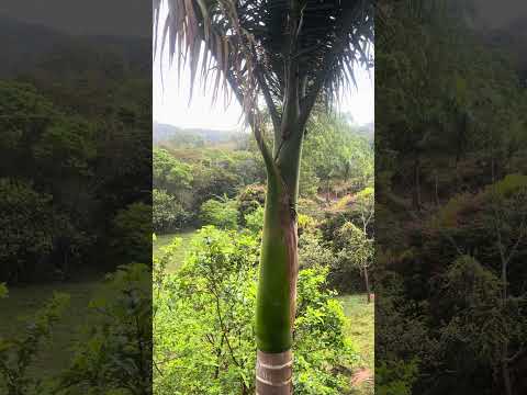 Um fim de semana abençoado em São Brás Suaçui MG, aumente o som e escute a natureza.
