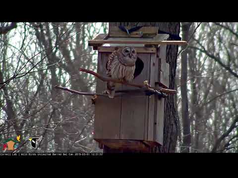 Male Barred Owl Delivers Rodent To Nest Box – Mar. 1, 2019