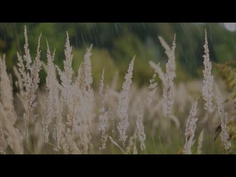 riding to netherfield in a storm | rain sounds ambiance [austencore]