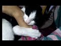 Our Tuxedo Gone Wild Biting Like Crazy