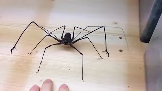 deadly spider bites me..