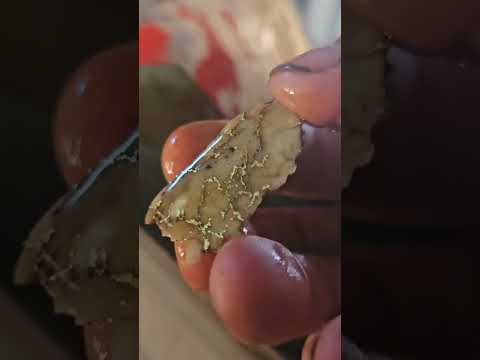 Insanely Cool Crystallized Gold Hidden Inside Quartz Rock I Just Split Open! #shortsvideo #shorts