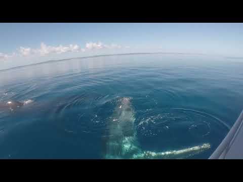 Whalesong Cruises Hervey Bay