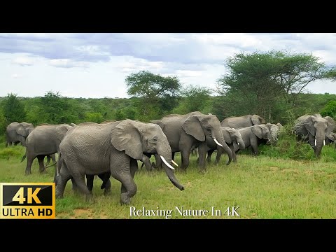 4K Wildlife of Okavango Delta Area, Botswana - Scenic African Wildlife Film With Relaxing Music