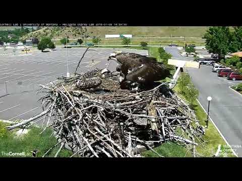 Louis flies in with a fish - Hellgate osprey nest