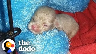 Tiny Newborn Puppy Becomes A Wild Man | The Dodo by The Dodo