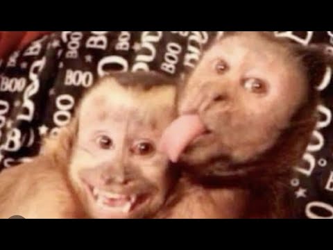 Dooo and McNasty Falsely Recognized