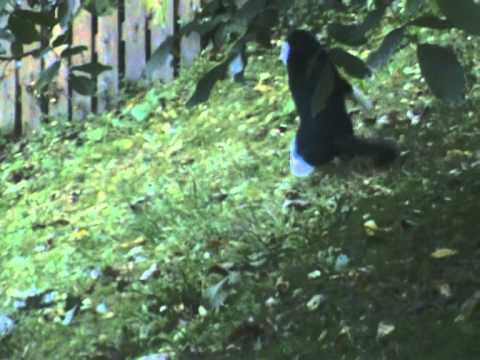 TANU MOTANU (The Cats Meow)