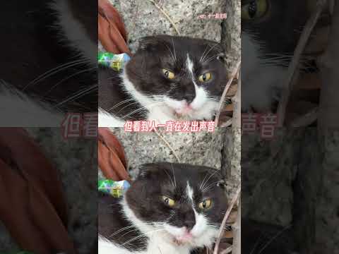 咪：你到底好的坏的？ #猫咪 #正能量 #好心人 #万万没想到