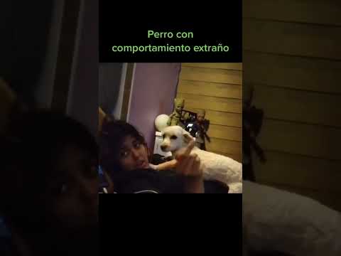 Dogs are very strange #scary