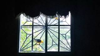 preview picture of video 'Alarma de Aves o despertador natural... sesori'