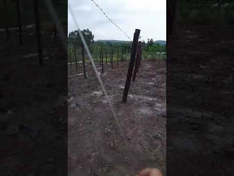 Rosário do Ivaí chuva abençoada no começo do parreiral de chuchu do seu Luiz