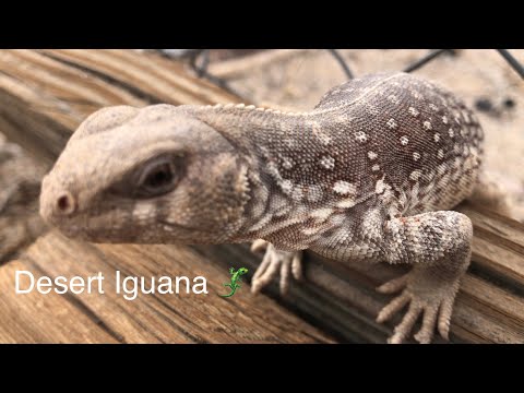 Desert Iguana 🦎 (Dipsosaurus Dorsalis) (#116)