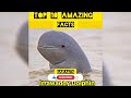 Top 10 Amazing Randamfacts Intresting Facts Youtube Anand Facts Onfacts