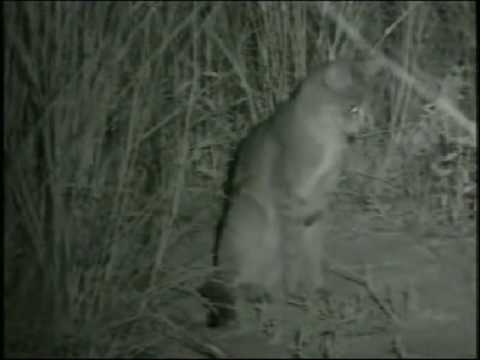 African Wild Cat #2 07Mar08