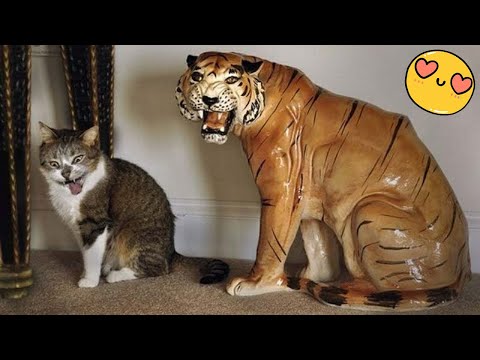 Try Not To Laugh Dogs And Cats 😁 - Best Funniest Animals Video 2024 - Part 31