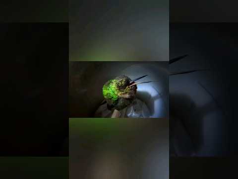 Snoring Hummingbird 😂 #shorts