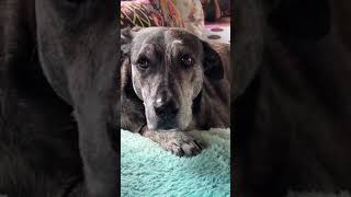 Bonded pair Sam & Sue waiting yrs to find their forever happily ever after. Bonded pair Sam & Sue waiting yrs to find their forever happily ever after.