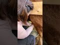 Morning Milking With Crimson
