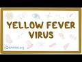 Yellow Fever Virus
