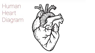How to Draw a Human Heart Step‑by‑Step (Easy Tutorial)