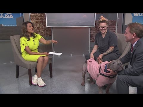 How to protect your pets from Code Red air quality