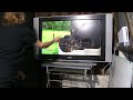 Angry Gamer Destroys Nintendo Wii