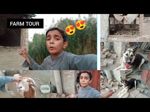 FARM TOUR 😍 AND MY DOG|MUBASHIR VLOGS 