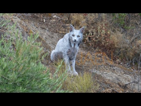 un joven fotógrafo jiennense capta el primer lince ibérico leucístico registrado en la península