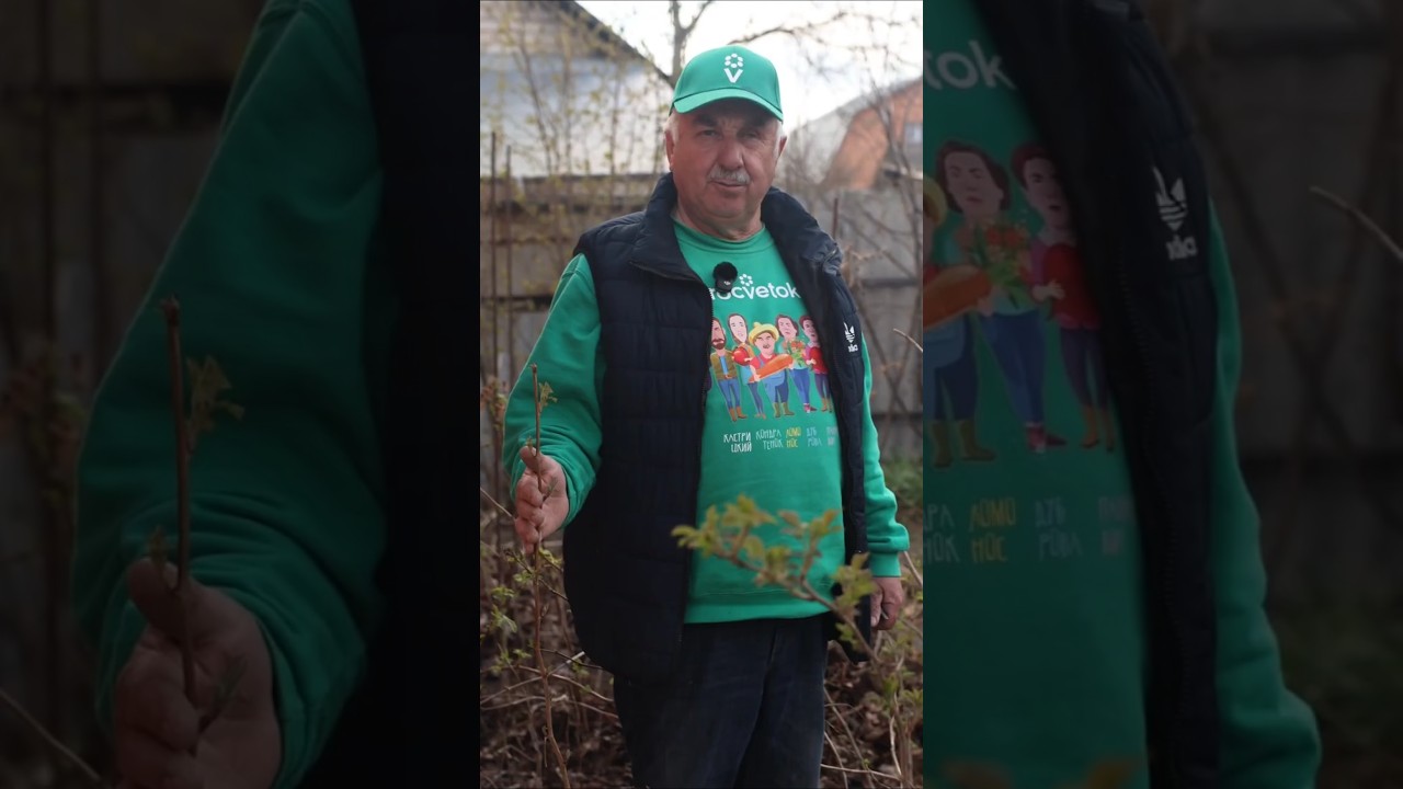 Я собираю по 8 кг малины с куста! И вот мои 3 секрета!