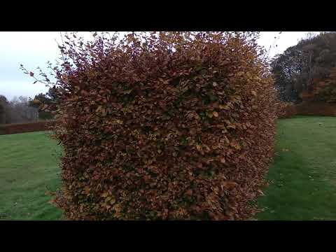 A cheerful look around memorial plaques near Chorleywood House!