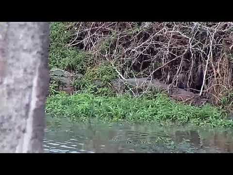 Djuma: Water Monitor Lizard and Terrapin in corner of the dam - 00:11 - 09/20/21