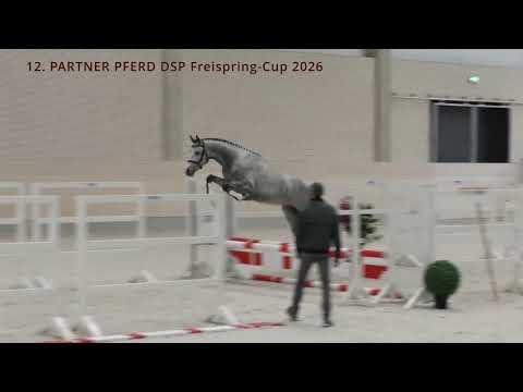 7. Cornet`s Atlantico M v. Cornet‘s Pleasure VDL  - Corofino M | DSP | Hengst | *2022 (verkäuflich)