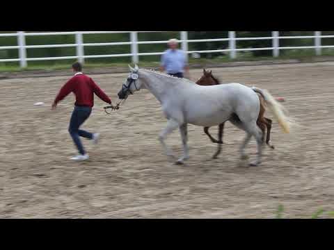 Cascadello Stutfohlen