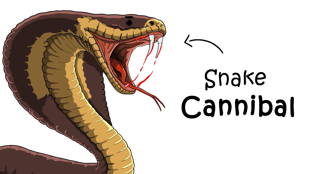 Why It Sucks to Be Born as a King Cobra