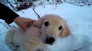 Zeus the golden retriever puppys first adventure