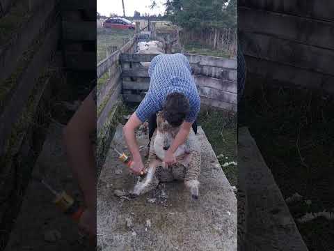 Cover Comb Shearing a Ryeland Ewe and Ram