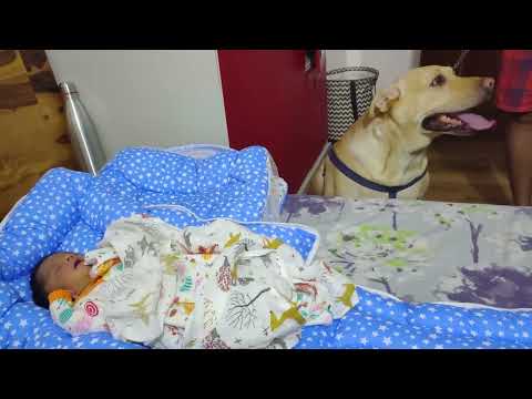 Newborn Baby Meeting his Dog sister for the first time (Cutest reactions)