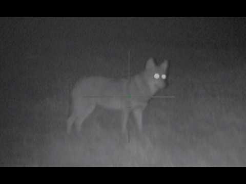 WOLVES are running amok! A professional WOLF HUNTER is rushing to the aid of FARMERS.